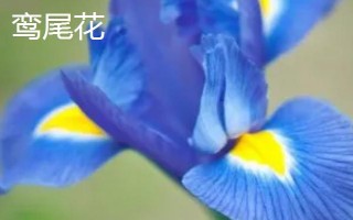 黛尾花與鳶尾花的區(qū)別，二者是同一種植物