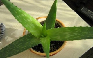藥用蘆薈的種類，包括開普蘆薈、皂質(zhì)蘆薈等品種