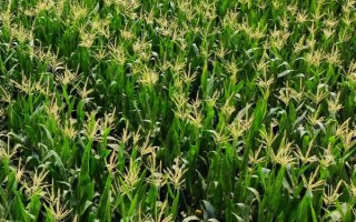 皖墾玉506玉米種子簡介，普通夏玉米品種