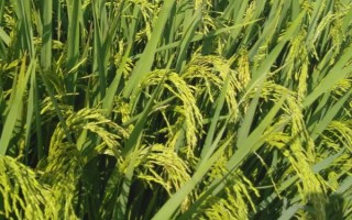 C兩優(yōu)191水稻種子特點，注意防治稻瘟病和白葉枯病