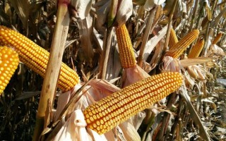 禹單358玉米種子特點(diǎn)，應(yīng)選擇中上等肥力地塊種植