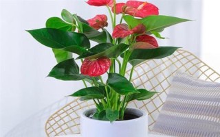 夏季怎么對(duì)紅掌澆水，每天均可澆一次