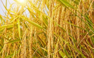 旗1優(yōu)386水稻種子簡(jiǎn)介，適時(shí)防治各種病蟲害