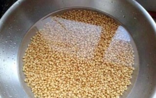 桑黃的種植技術(shù)，最佳的出菇溫度在25-30℃之間