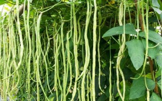 種豆角怎么施肥才能提高產(chǎn)量，幼苗期要追施1-2次人糞尿