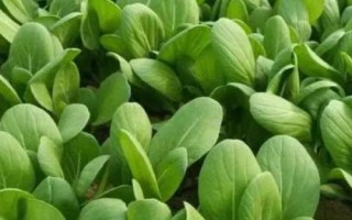 霜降過后可以在陽臺(tái)上種什么蔬菜，可種植白菜、胡蘿卜、大蒜等品種