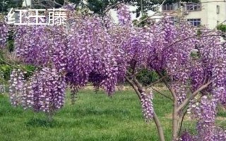 紫藤花的品種，常見(jiàn)種類為紫水晶瀑布