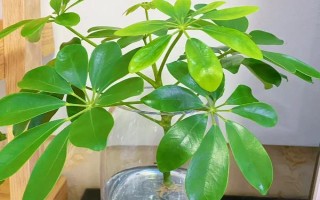 水培鴨腳木最快發(fā)根的方式，需要把水培鴨腳木固定住不動(dòng)