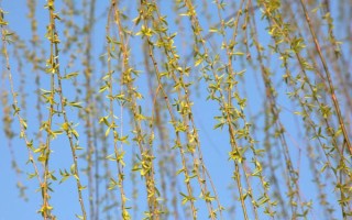 柳樹的特征，樹冠開展、樹葉披針形
