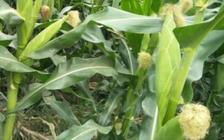 福玉10號玉米種子介紹，生育期116.0天