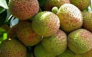 仙進(jìn)奉荔枝品種簡(jiǎn)介，生長(zhǎng)周期為90天