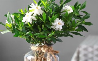 梔子花的水養(yǎng)方法，春秋季節(jié)每個(gè)星期換一次水