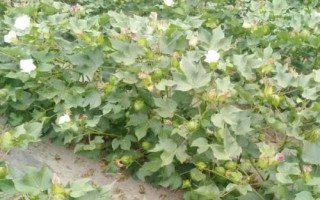 棉花有效開花期介紹，是指棉花可以開花成鈴、形成經(jīng)濟(jì)產(chǎn)量的那一天