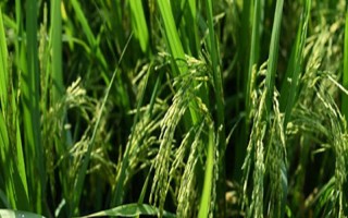 蘇秀8608水稻種子簡(jiǎn)介，高抗條紋葉枯病