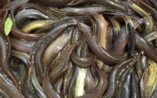 捉泥鰍絕招，可采用網(wǎng)捕法、籠捕法和挖捕法