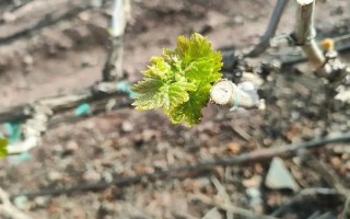 家庭種植的葡萄樹怎么修剪，最好在冬季修剪