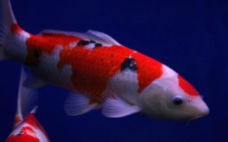 鯉魚的品種，常見的有紅鯉、豐鯉、錦鯉等