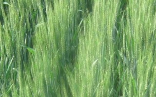 馬蘭3號小麥種子特征特性，平均生育期235天