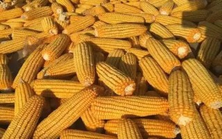 金慶801玉米種簡(jiǎn)介，出苗至成熟110天左右