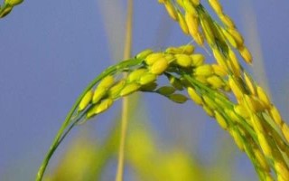 光明糯6號(hào)水稻種子簡介，常規(guī)粳型糯稻品種