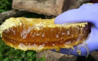 中蜂取蜜時間，暖和天氣要在傍晚取蜜