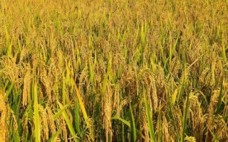 福泰2優(yōu)701水稻種子特征特性，每畝插足基本苗7～8萬(wàn)