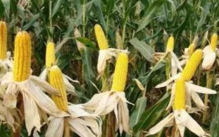 元華4號玉米種子特征特性，中高肥力畝保苗5500株