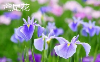 黛尾花與鳶尾花的區(qū)別，二者是同一種植物
