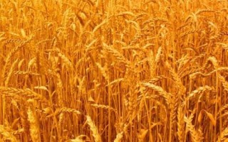 開麥1705小麥種子特點，適宜播種期10月上中旬
