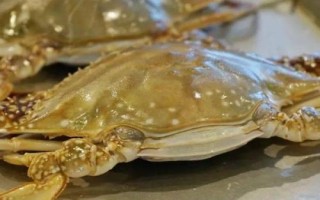 梭子蟹怎樣挑選，可以看腿腳的狀態(tài)和透光面積