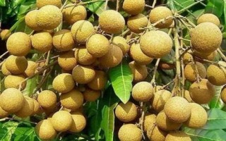哪里產(chǎn)出的桂圓又甜又好吃，樓壩桂圓清甜可口深受消費(fèi)者歡迎