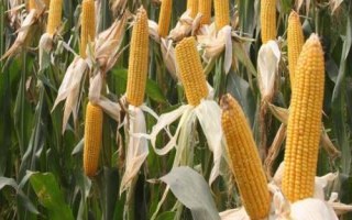 粘娃娃800玉米品種簡介，4月下旬至5月上旬播種