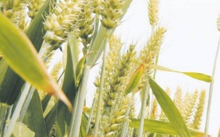 太412小麥品種簡(jiǎn)介，小穗密度適中