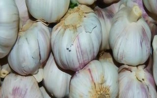 常見(jiàn)的大蒜病蟲(chóng)害，需對(duì)癥下藥