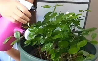 茉莉花如何養(yǎng)殖，喜歡生長光照充足的環(huán)境下