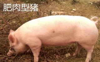 有哪些瘦肉型豬品種，長白豬、大白豬、杜洛克豬均是廋肉型