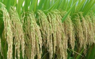 楚稻10號(hào)水稻種子介紹，全生育期179.4天