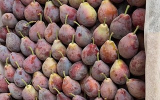 西梅的產(chǎn)地，原產(chǎn)于法國(guó)西南部