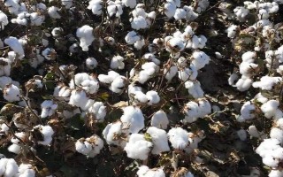 農(nóng)雜棉1號棉花品種的特性，比對照品種（皖雜40）早1天