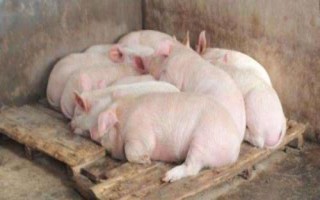 豬喘不吃食是什么原因，要根據(jù)不同的原因進(jìn)行對(duì)癥治療