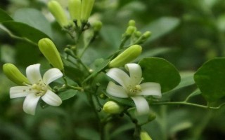 扦插九里香怎么快速生根，可從母株上剪取帶有芽點(diǎn)的枝條插入土壤中