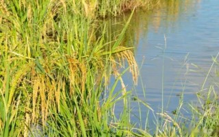 襄313A水稻種子簡介，繁殖田重點(diǎn)防治稻瘟病