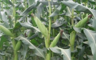 斯達(dá)糯51玉米種子特征特性，中抗大斑病