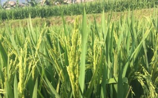 D優(yōu)3527水稻品種的特性，每畝秧田播種量10-15公斤