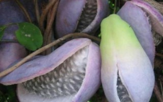 什么是木通，屬于毛茛目、木通科木質(zhì)藤本植物的統(tǒng)稱