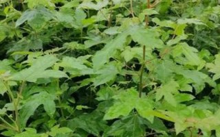 楓樹苗的價(jià)格和繁殖方式，會受到品種、規(guī)格、樹齡等條件的影響