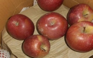 大涼山丑蘋果有幾個(gè)品種，主要有嘎啦、紅將軍、紅富士這3個(gè)品種