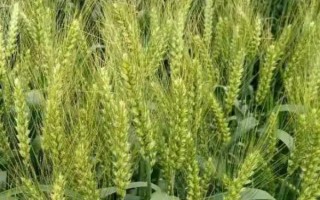 豫農(nóng)920小麥品種的特性，適宜播種期10月上中旬