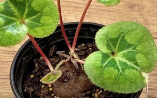 仙客來(lái)花落后如何處理，要對(duì)其進(jìn)行修剪