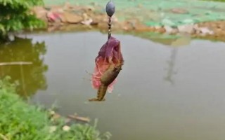 釣小龍蝦用哪種肉，雞肝、鴨腸、蚯蚓等餌料都是適宜選擇